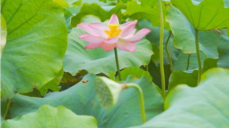 唯美初夏风景荷塘荷花盛开4K实拍