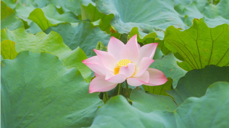 唯美初夏风景荷塘荷花盛开4K实拍