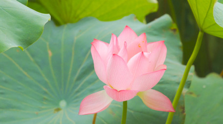 唯美初夏风景荷塘荷花盛开4K实拍