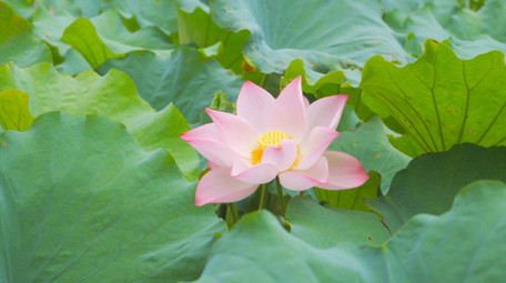 唯美初夏风景荷塘荷花盛开4K实拍