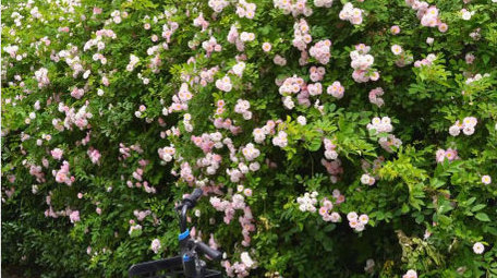 初夏七姊妹盛开实拍4K高清素材