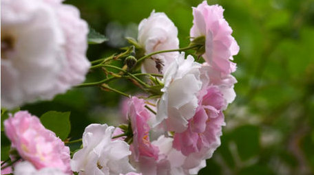 初夏七姊妹盛开实拍4K高清素材