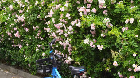 初夏七姊妹盛开实拍4K高清素材