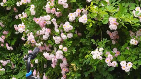 初夏七姊妹盛开实拍4K高清素材