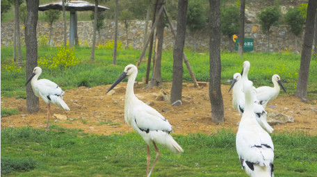 鸟类动物白鹤动物园4K实拍