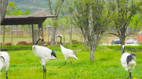 鸟类动物白鹤动物园4K实拍