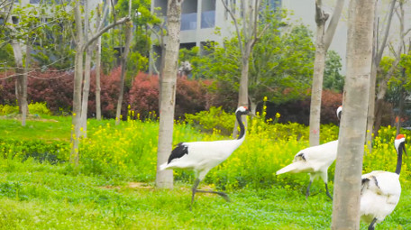 鸟类动物白鹤动物园4K实拍