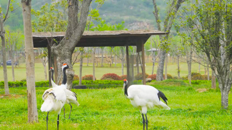 鸟类动物白鹤动物园4K实拍