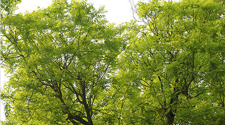 初夏绿色植物茂密大树生长温暖治愈实拍