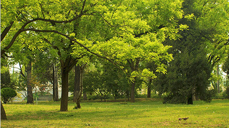 初夏绿色植物茂密大树生长温暖治愈实拍