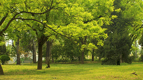 初夏绿色植物茂密大树生长温暖治愈实拍