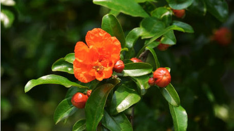 初夏石榴开花实拍4K素材