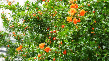 初夏石榴开花实拍4K素材