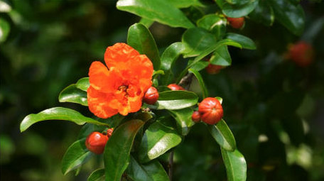 初夏石榴开花实拍4K素材