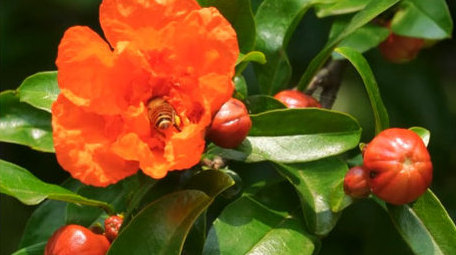 初夏石榴开花实拍4K素材