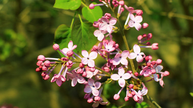 紫色丁香花小花植物温暖治愈实拍