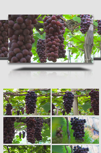 智慧农业葡萄大棚水果温室大棚4K实拍图片