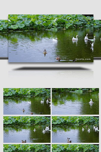 水中的鸭子大鹅家禽动物特写4K实拍图片