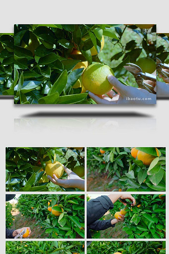冰糖橙采摘水果丰收农业采摘橙子4K实拍图片