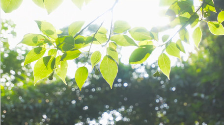 春天植物绿色树叶阳光春意盎然4K实拍