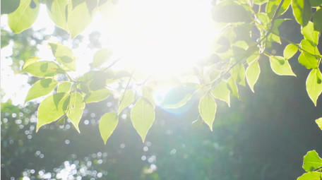 春天植物绿色树叶阳光春意盎然4K实拍