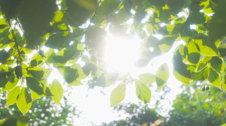 春天植物绿色树叶阳光春意盎然4K实拍