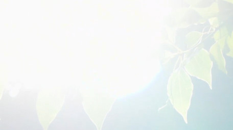 春天植物绿色树叶阳光春意盎然4K实拍