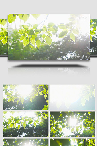春天植物绿色树叶阳光春意盎然4K实拍图片