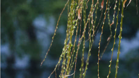 春天植物柳树发芽春意盎然4K实拍