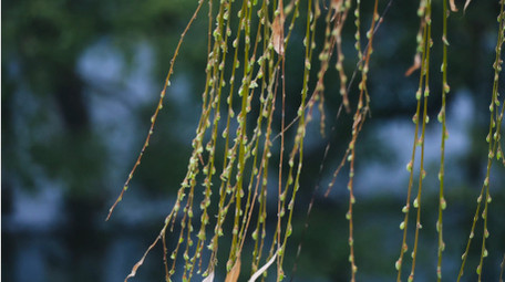 春天植物柳树发芽春意盎然4K实拍