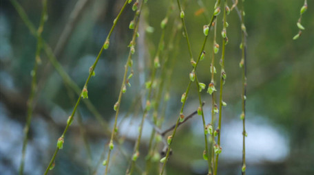 春天植物柳树发芽春意盎然4K实拍