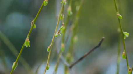 春天植物柳树发芽春意盎然4K实拍