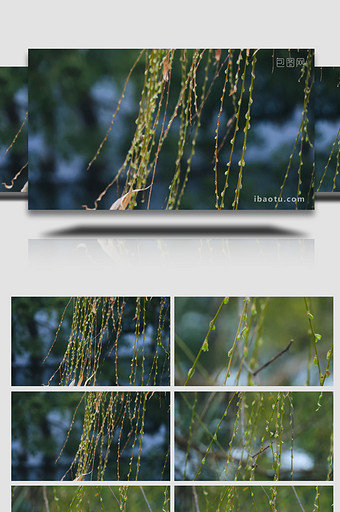 春天植物柳树发芽春意盎然4K实拍图片