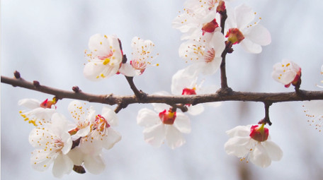 春天花朵蜜蜂采花唯美白色杏花4K实拍
