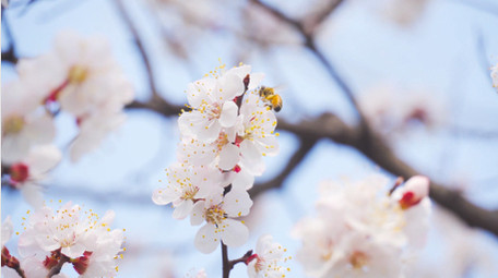 春天花朵蜜蜂采花唯美白色杏花4K实拍