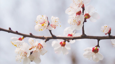 春天花朵蜜蜂采花唯美白色杏花4K实拍
