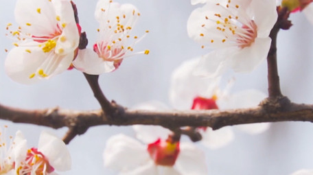 春天花朵蜜蜂采花唯美白色杏花4K实拍