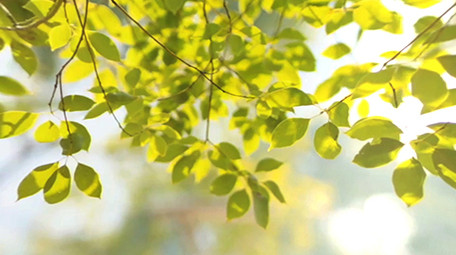 春天标题唯美创意质感片头