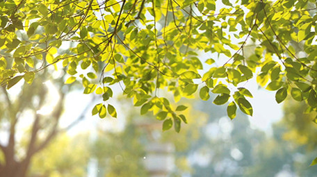 春天标题唯美创意质感片头