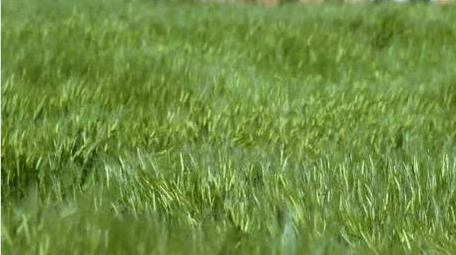 初夏麦田麦穗风吹麦浪实拍视频