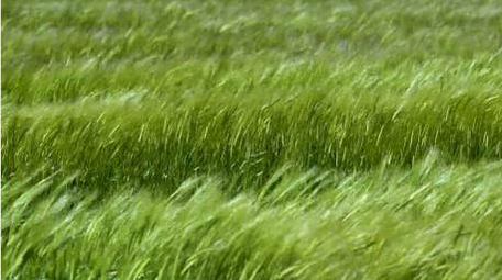 初夏麦田麦穗风吹麦浪实拍视频