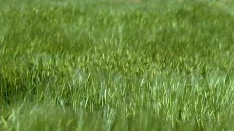 初夏麦田麦穗风吹麦浪实拍视频