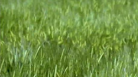 初夏麦田麦穗风吹麦浪实拍视频