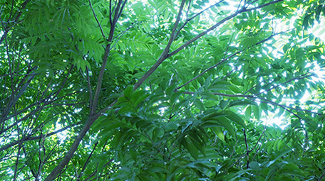 夏天唯美标题质感片头AE模板