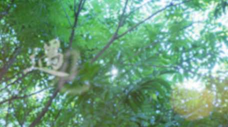 夏天唯美标题质感片头AE模板