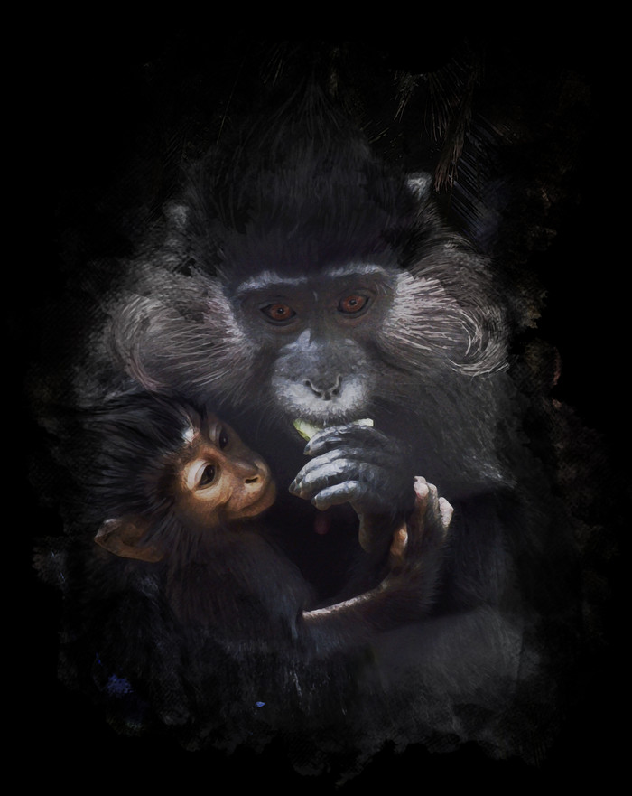 暗色调两只猴子摄影图