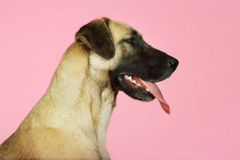 吐舌头的宠物狗摄影图