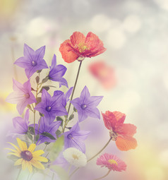 野花花朵花枝摄影图