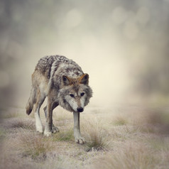荒野上的野狼摄影图