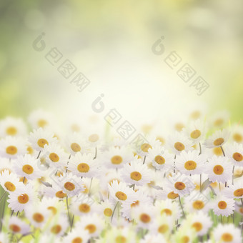 白色雏菊小花摄影图